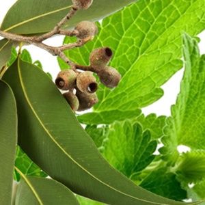 Eucalyptus & Spearmint 6.5oz Soy Candle